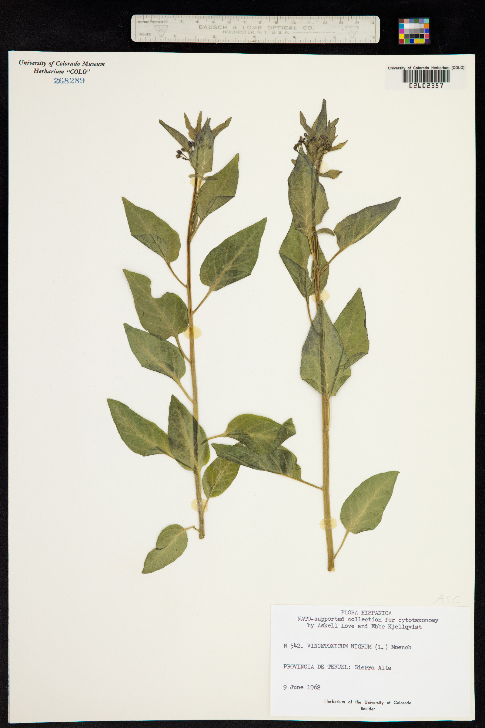 Vincetoxicum hirundinaria image