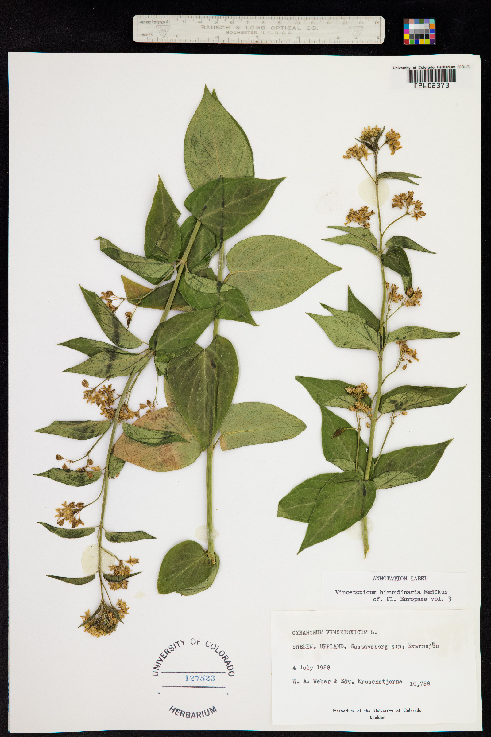 Vincetoxicum image