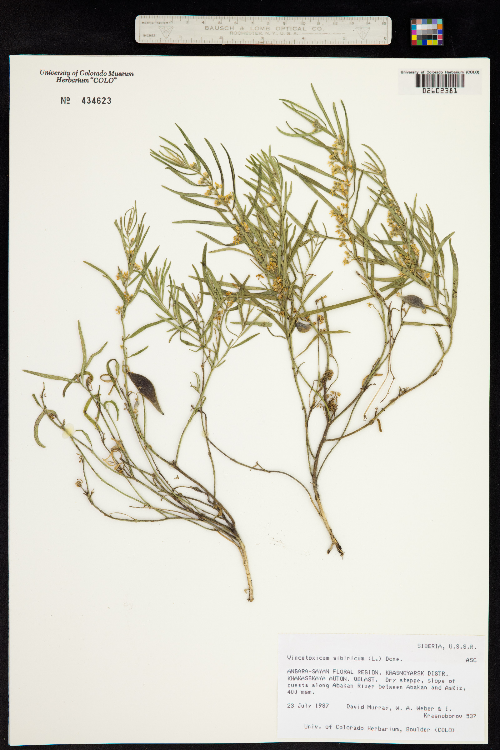Cynanchum thesioides image