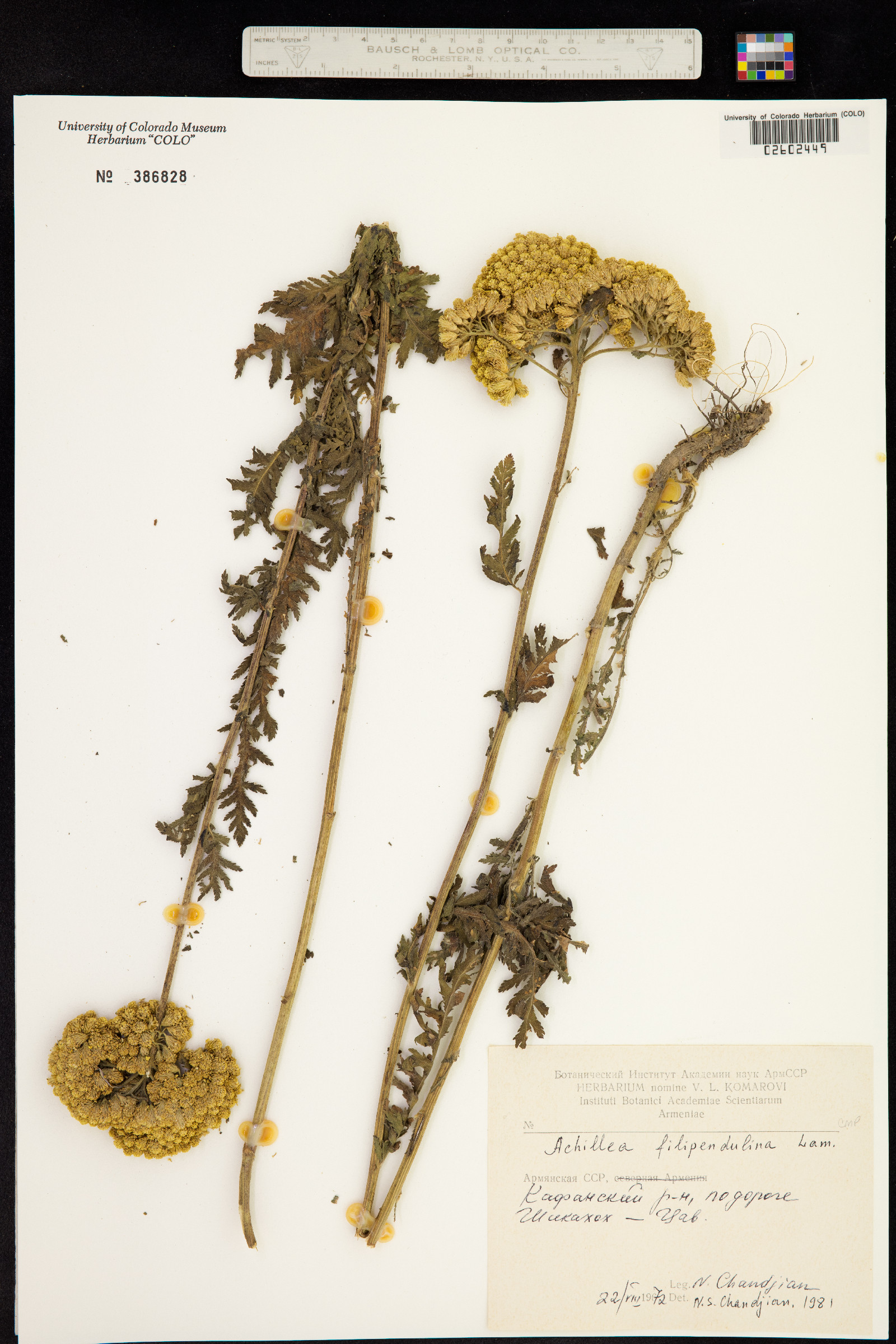 Achillea filipendulina image