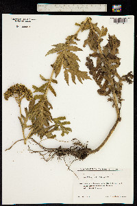 Achillea latiloba image