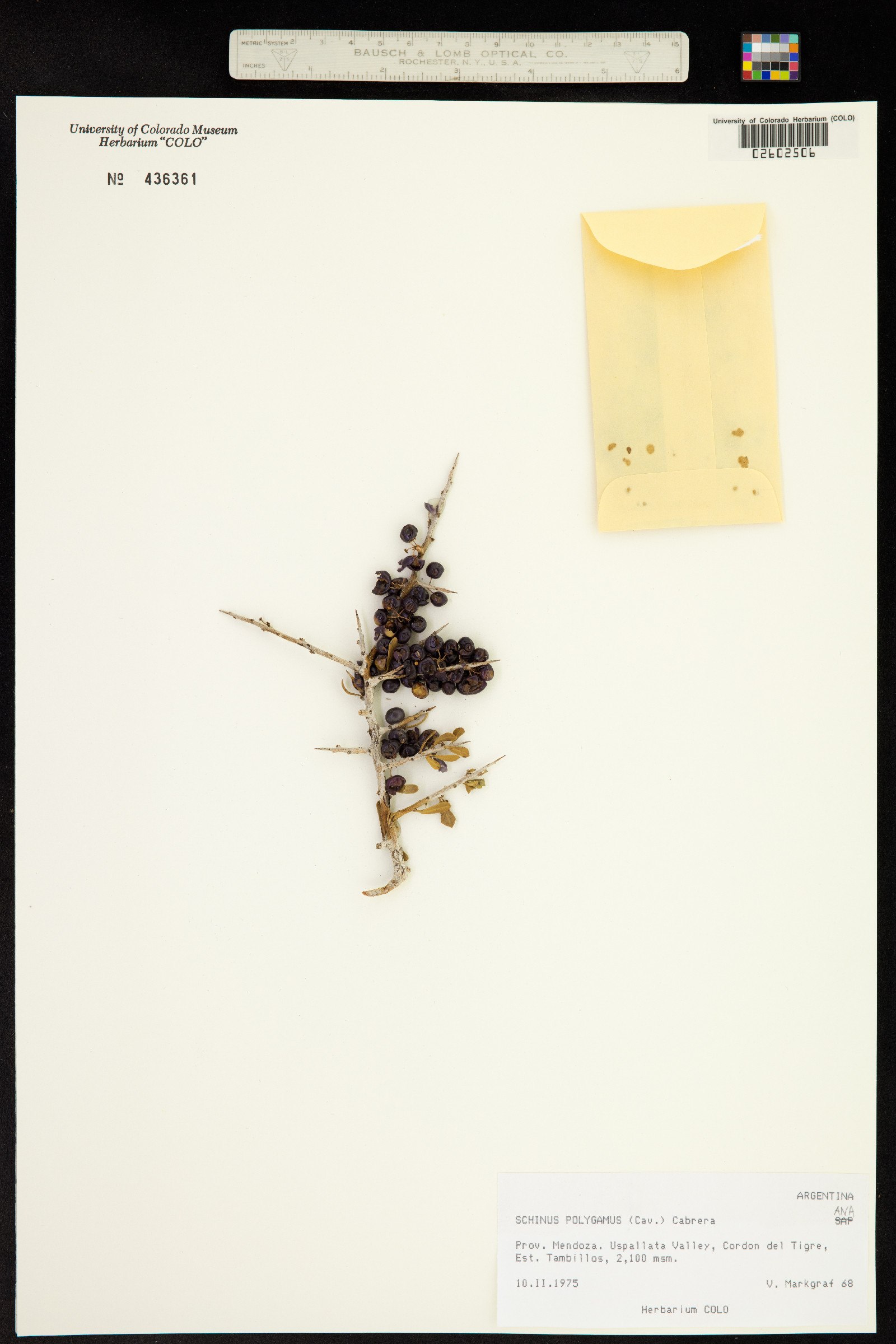Schinus polygamus image
