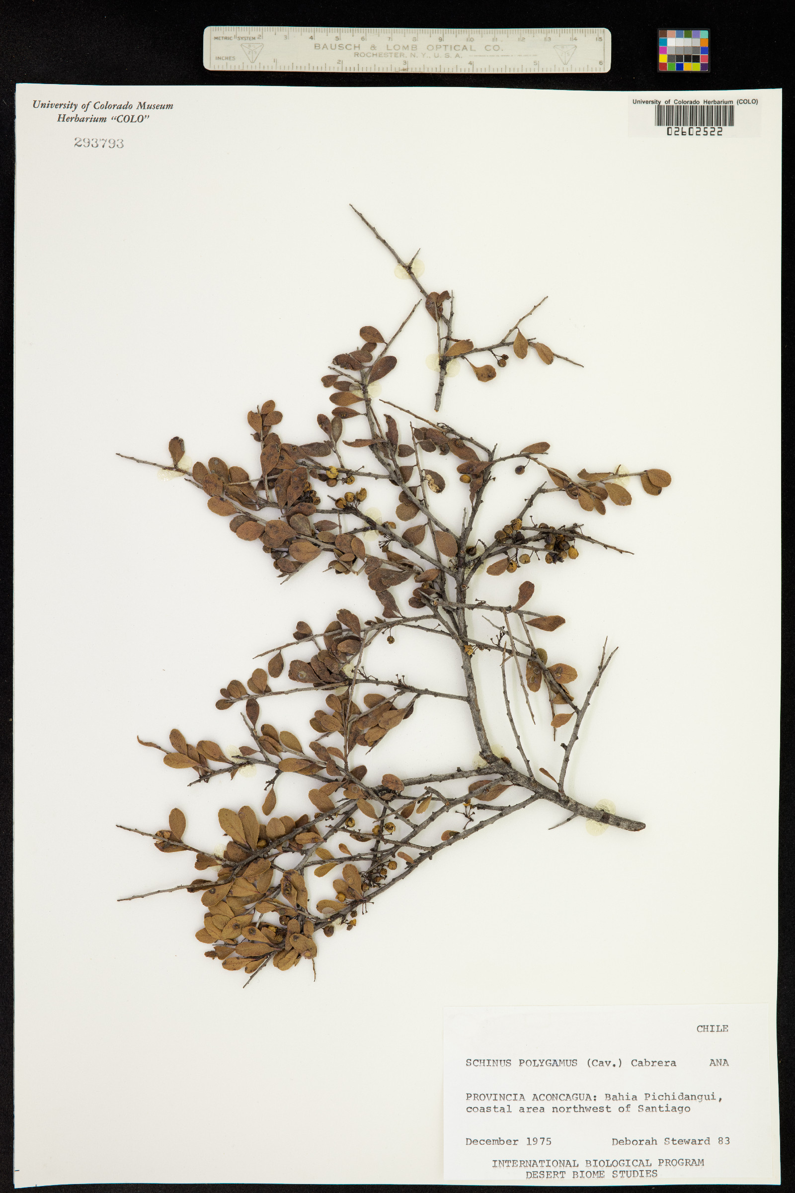 Schinus polygamus image