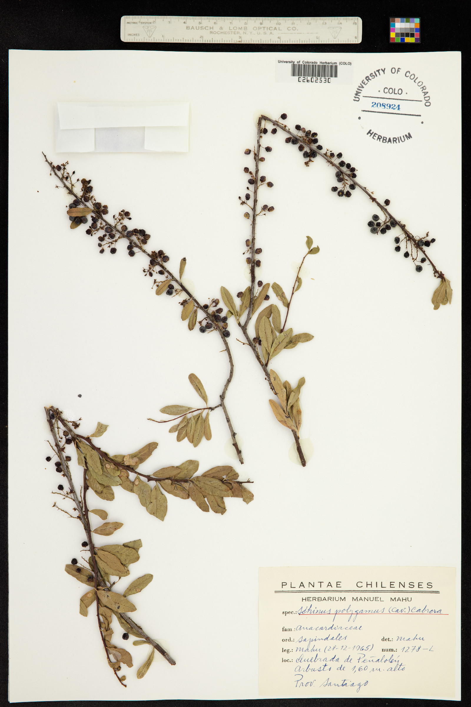 Schinus polygamus image