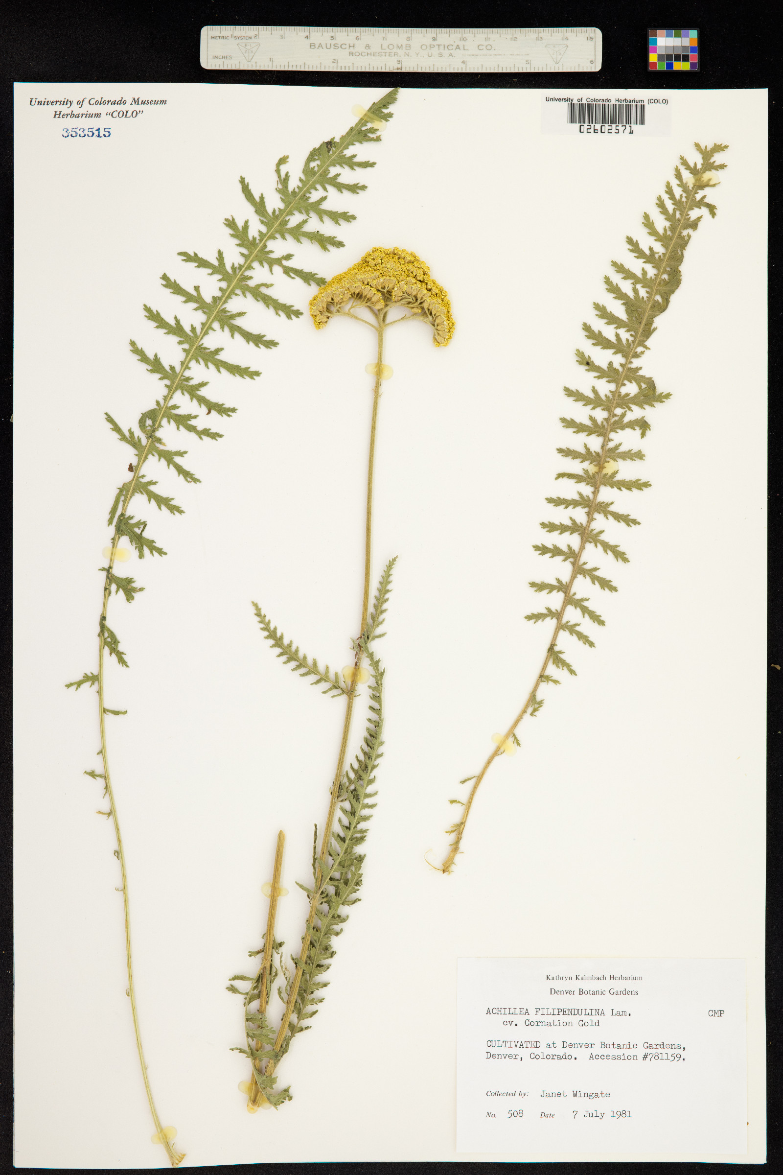 Achillea filipendulina image