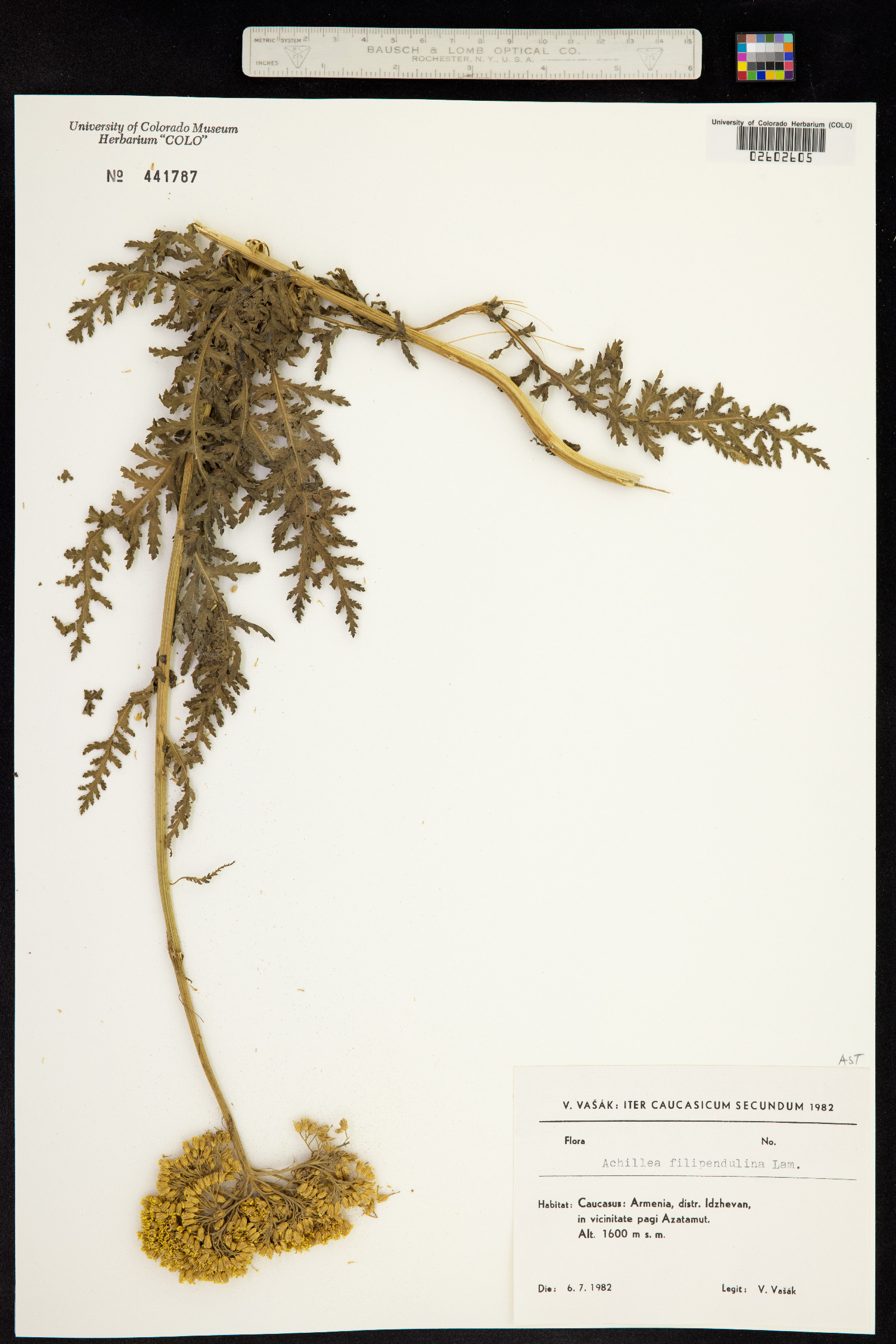 Achillea filipendulina image