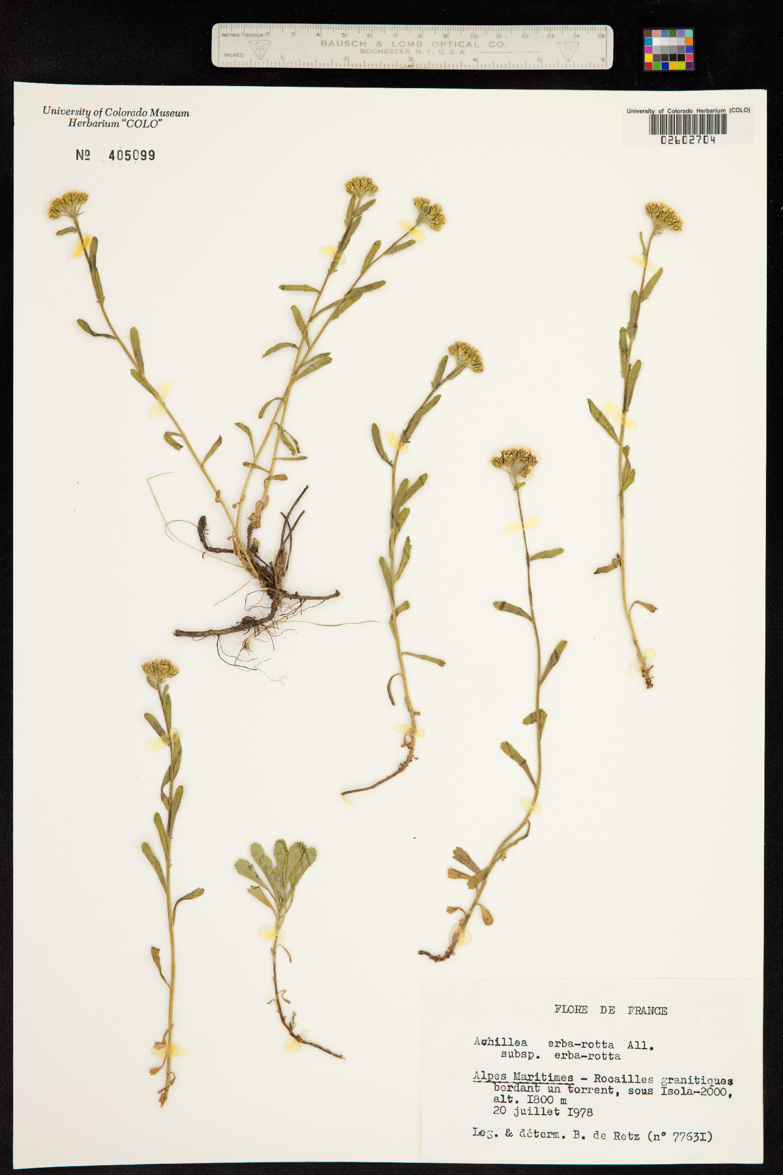 Achillea erba-rotta image