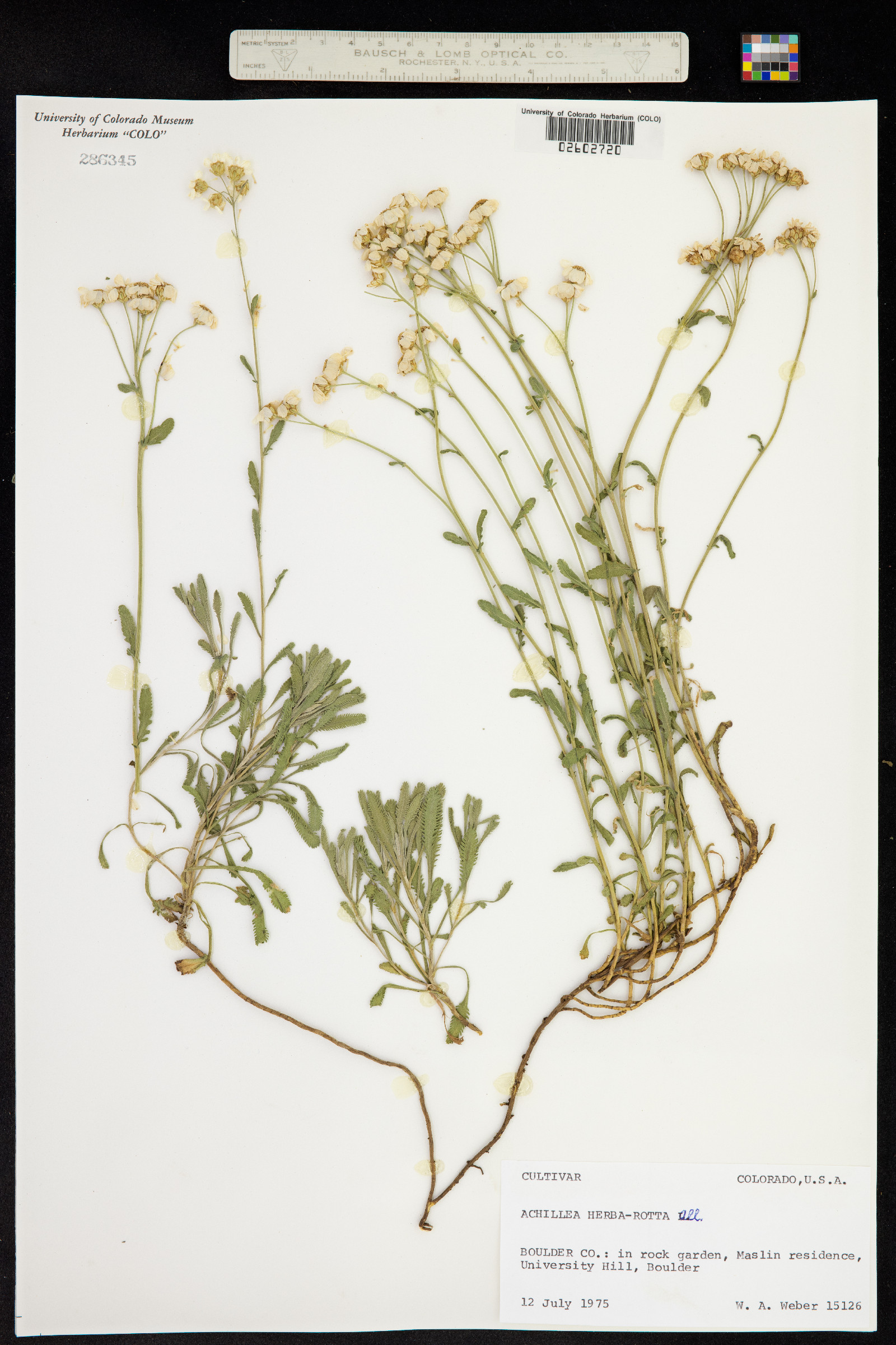 Achillea erba-rotta subsp. erba-rotta image
