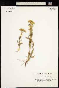 Achillea arabica image