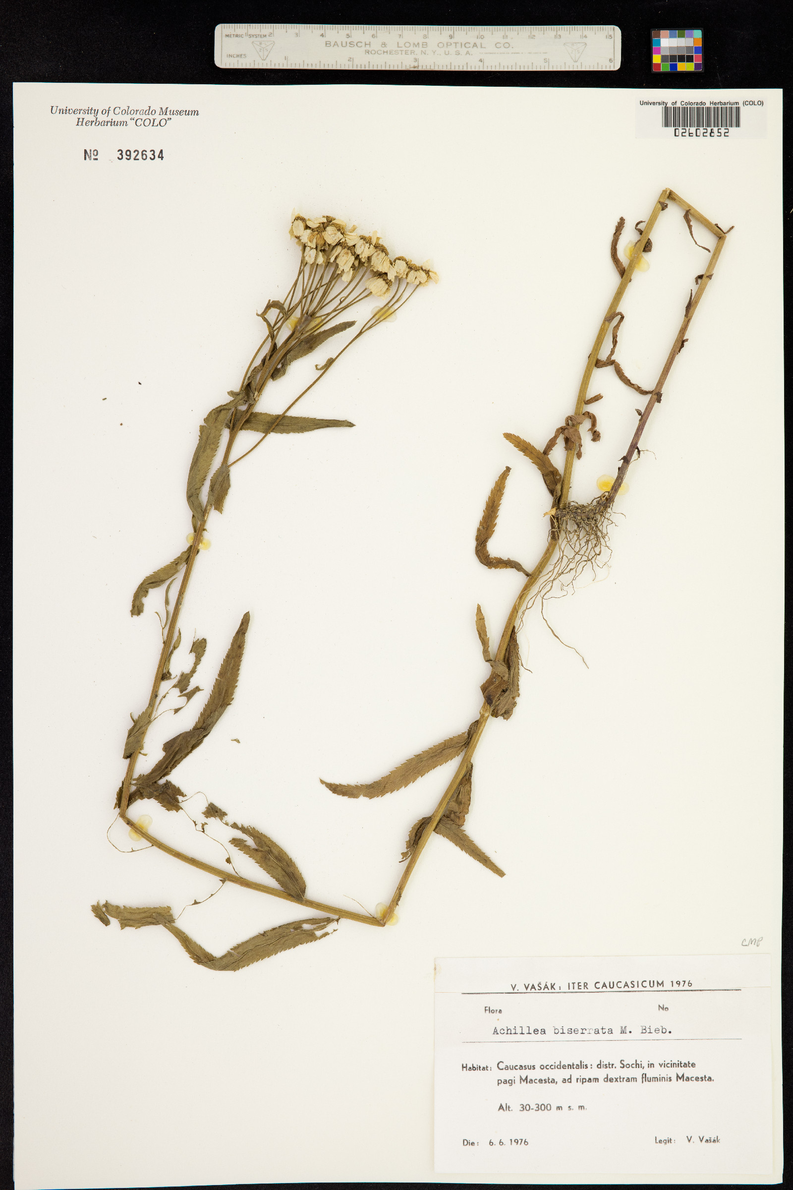 Achillea biserrata image
