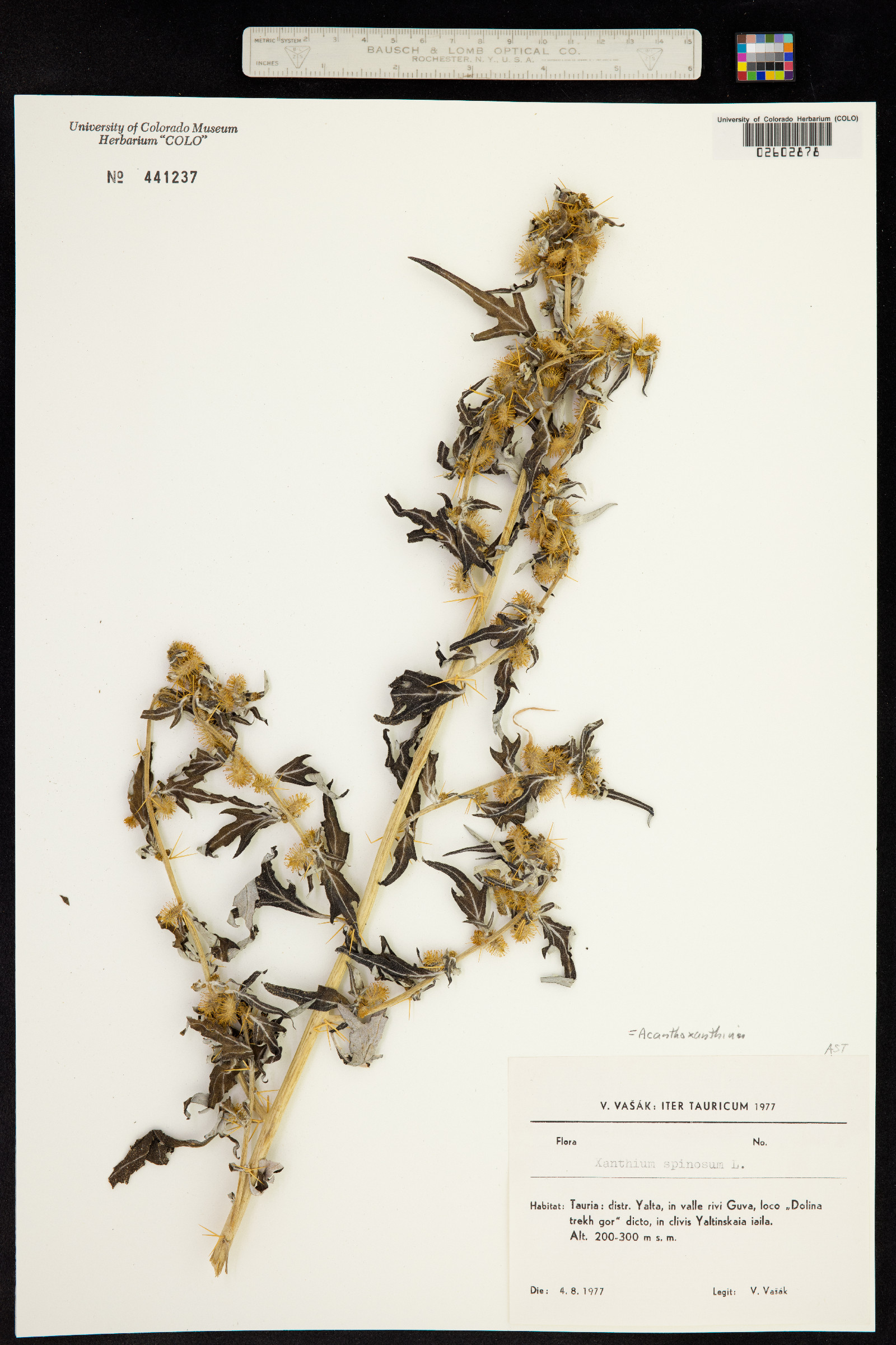 Xanthium spinosum image