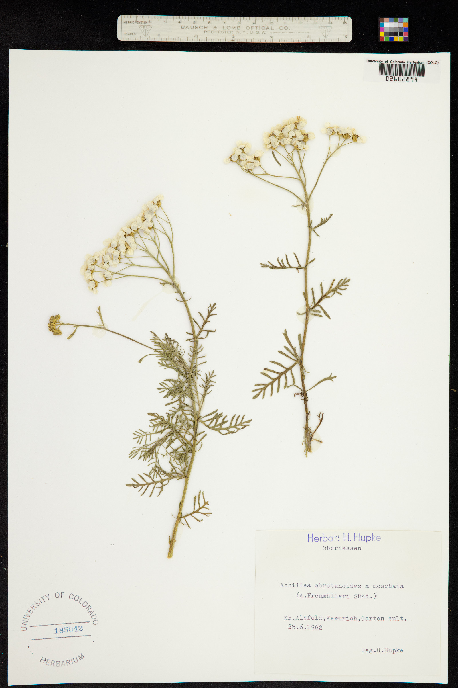 Achillea abrotanoides image