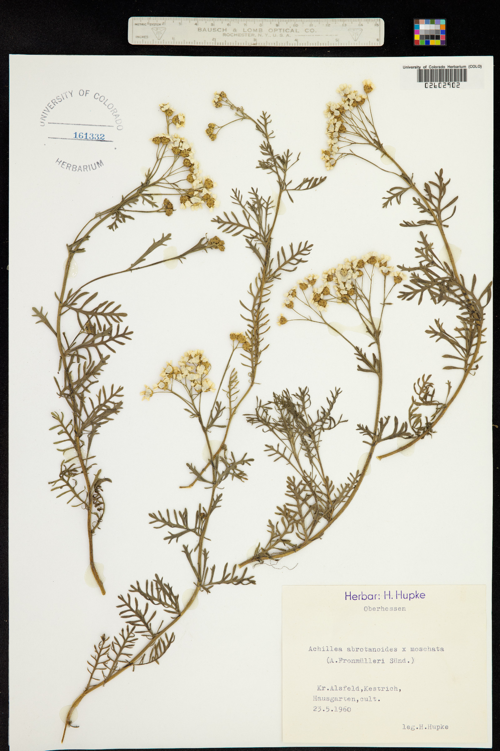 Achillea abrotanoides image