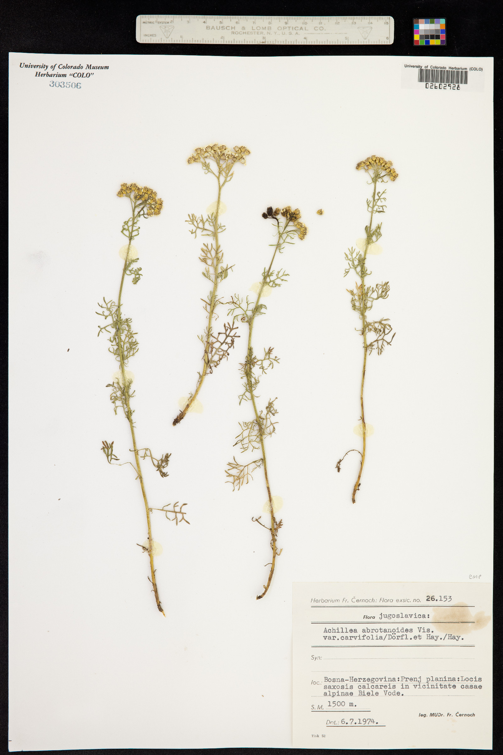 Achillea abrotanoides image