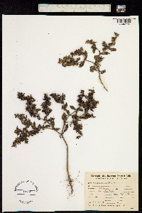 Image of Acanthospermum hispidum