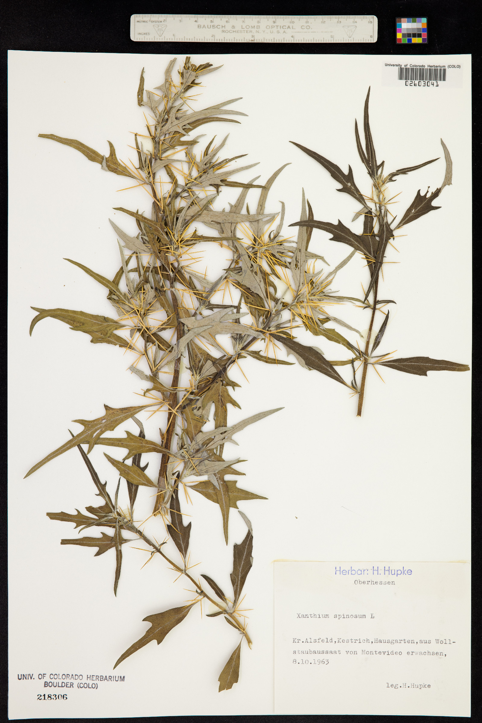 Xanthium spinosum image