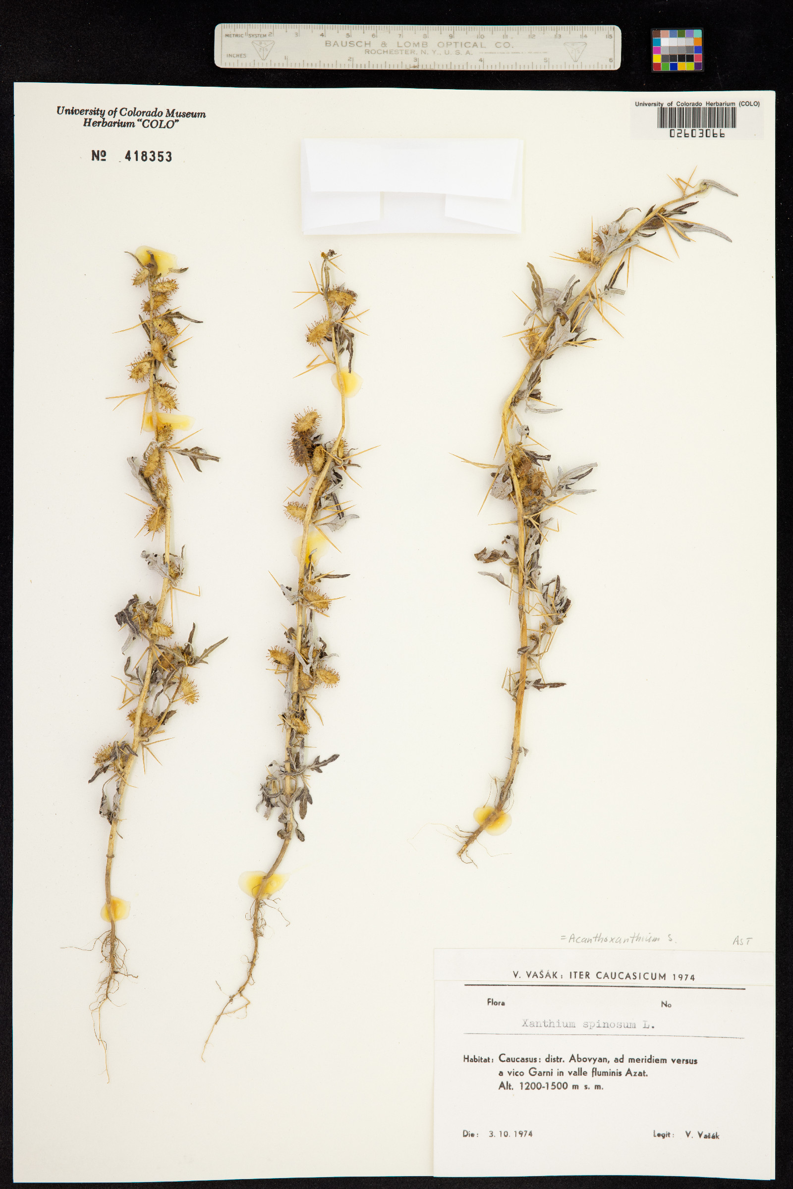 Acanthoxanthium image