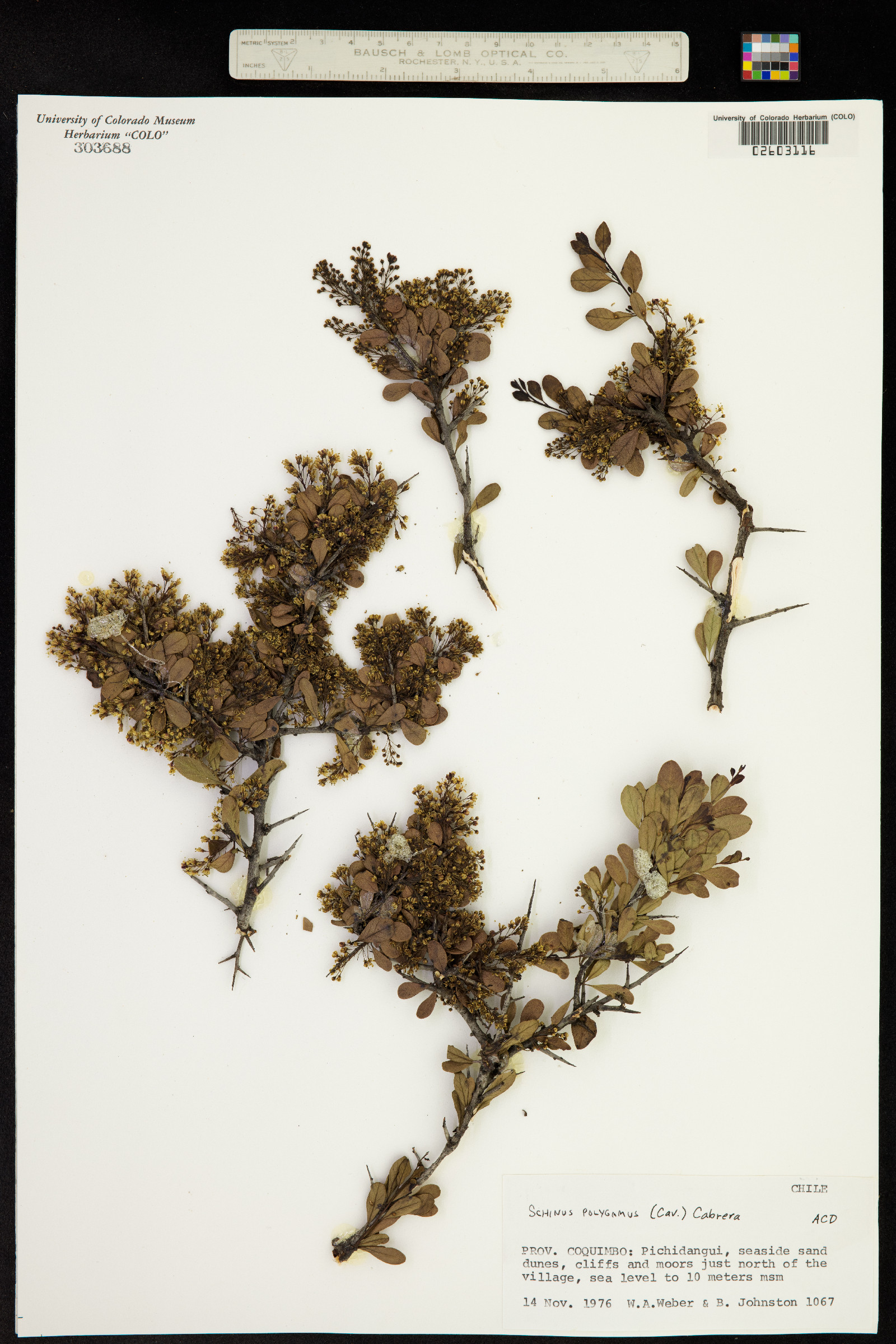 Schinus polygamus image