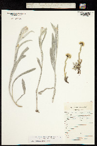 Image of Anaphalis lactea