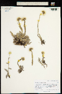 Image of Anaphalis hancockii