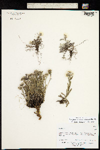 Image of Anaphalis xylorhiza