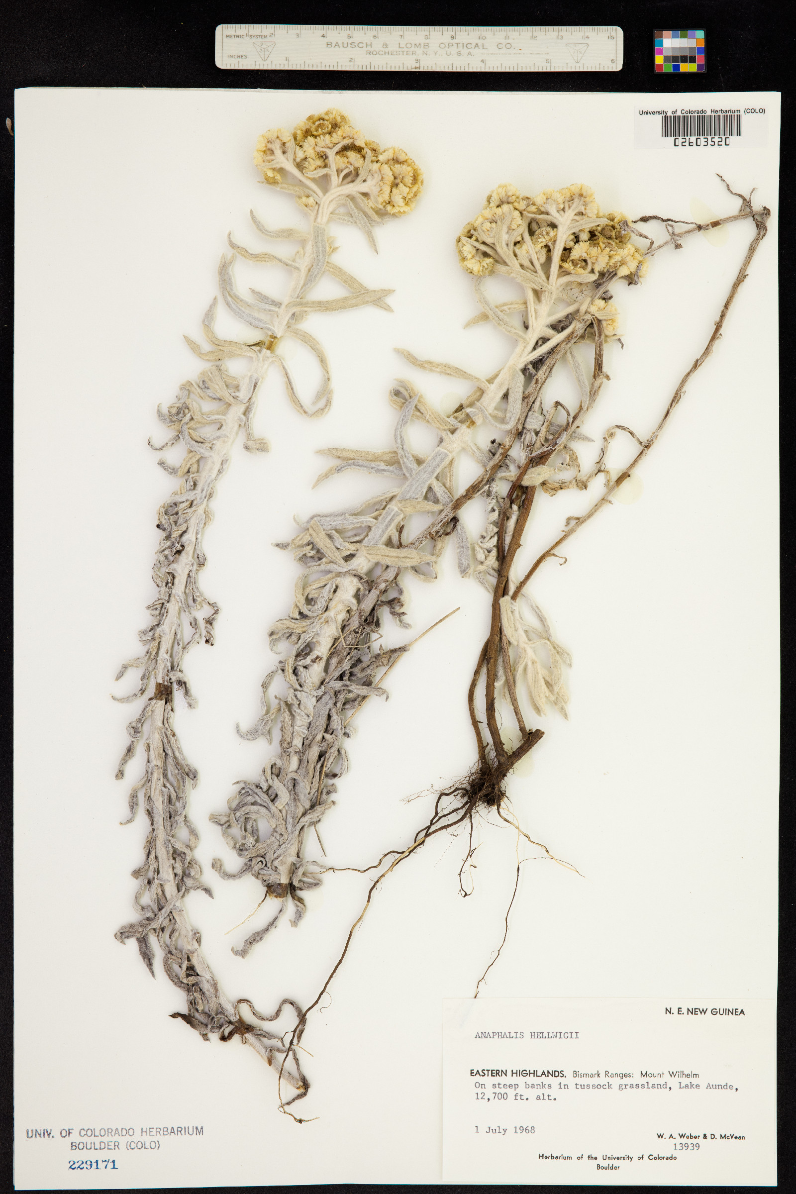 Anaphalis hellwigii image