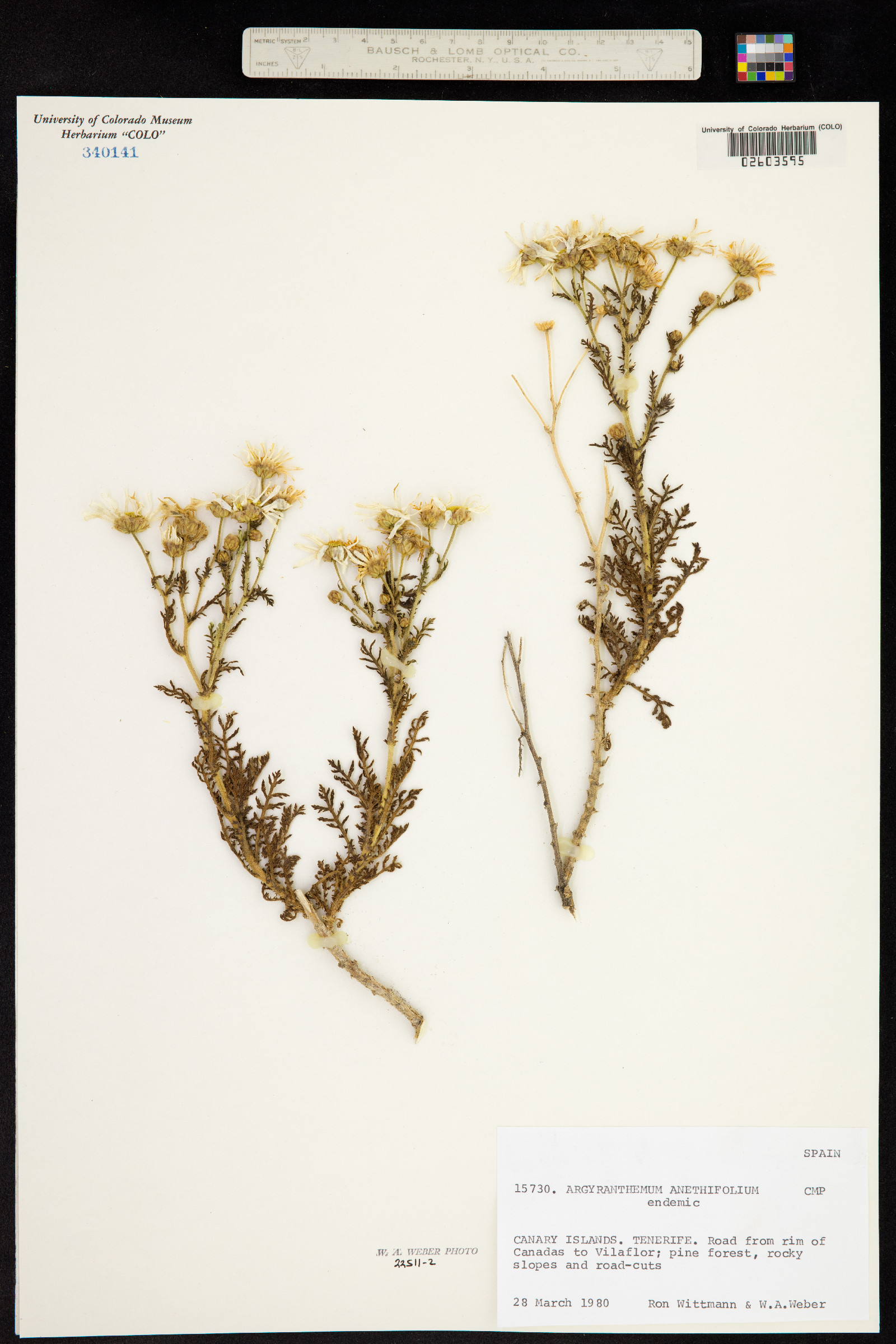 Argyranthemum anethifolium image