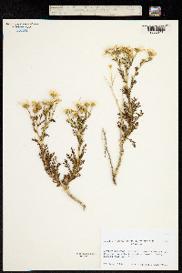 Image of Argyranthemum anethifolium