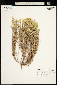 Angianthus tomentosus image