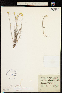 Angianthus tomentosus image
