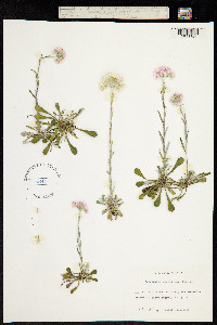 Antennaria dioica image