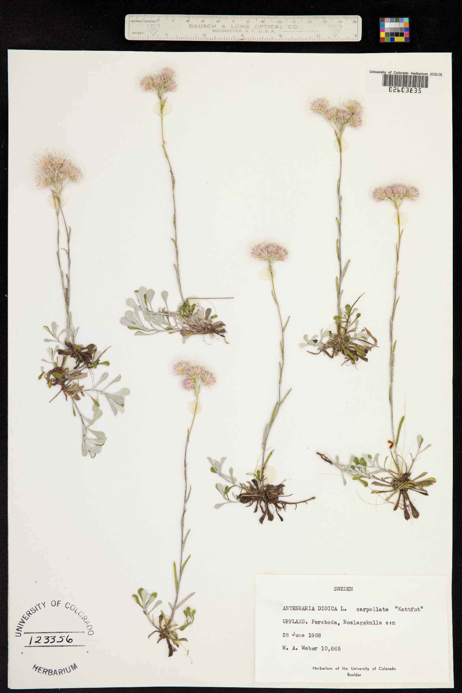 Antennaria dioica image