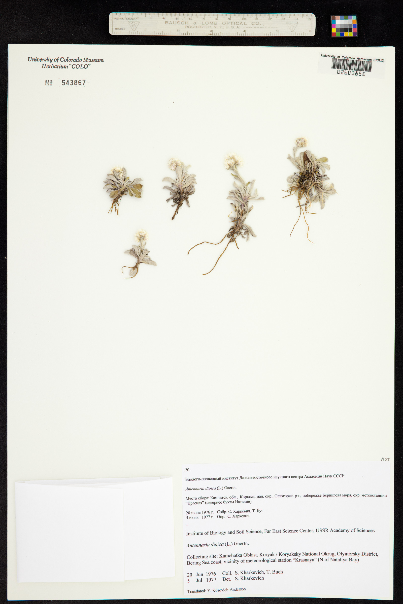 Antennaria dioica image