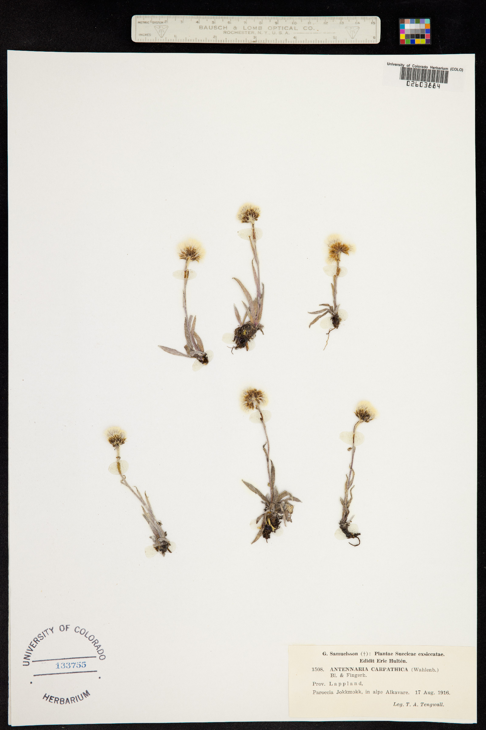 Antennaria carpatica image