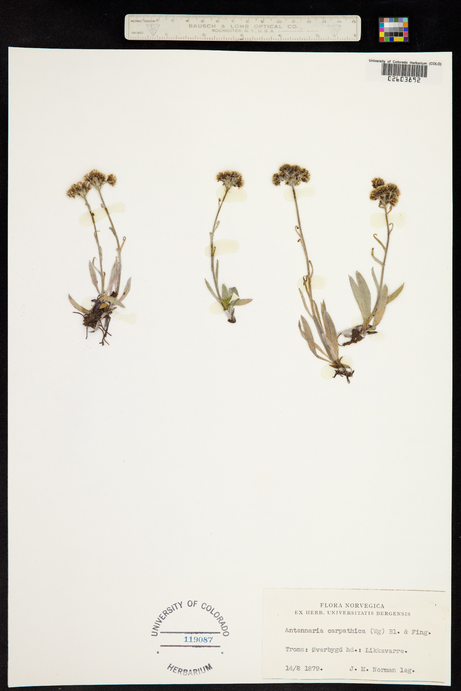 Antennaria carpatica image