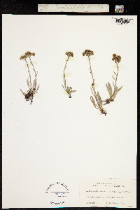 Image of Antennaria carpatica