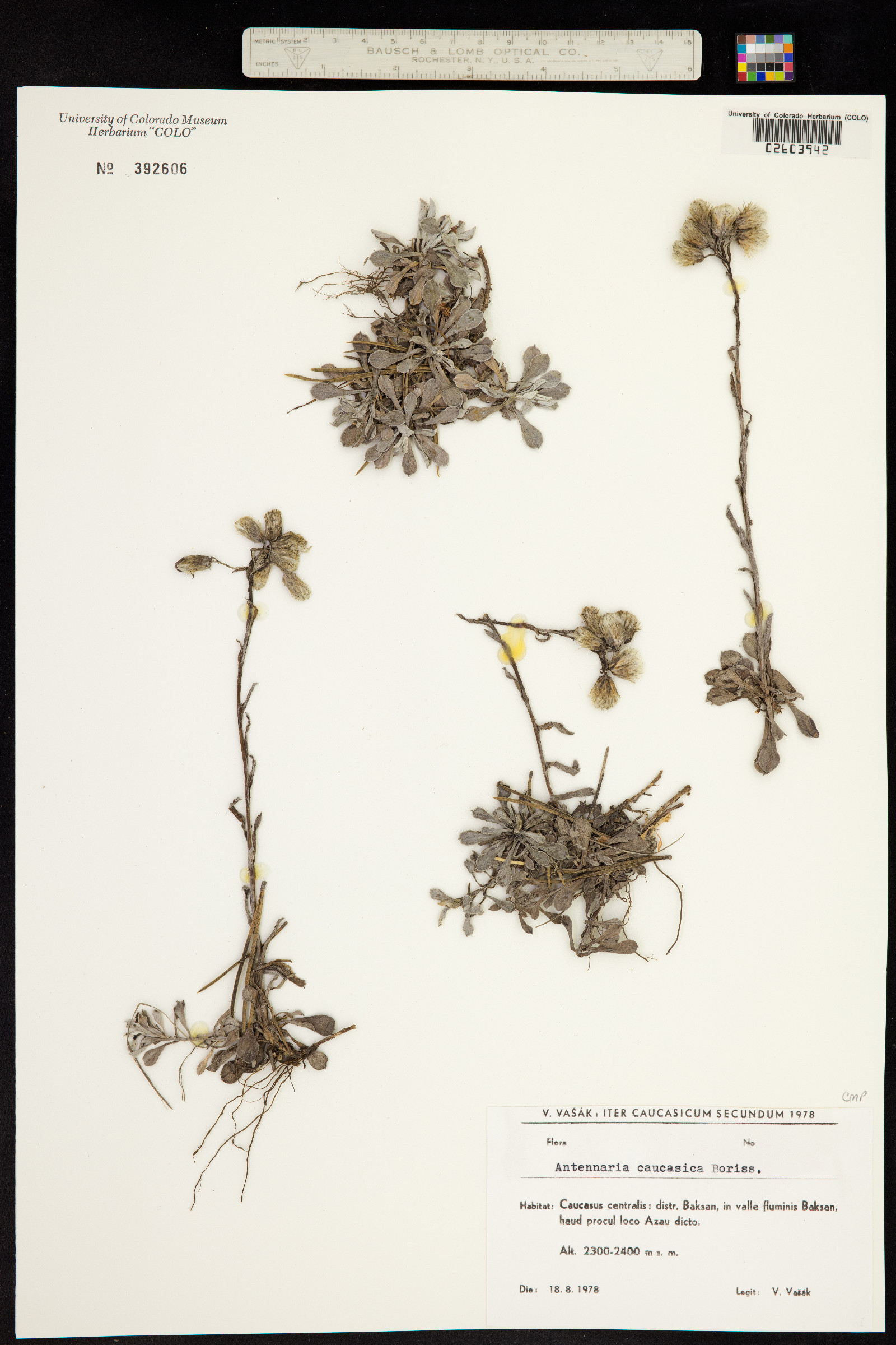 Antennaria caucasica image