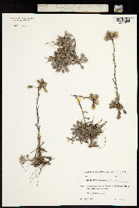Antennaria caucasica image