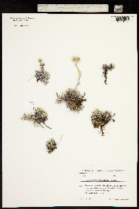 Image of Antennaria caucasica
