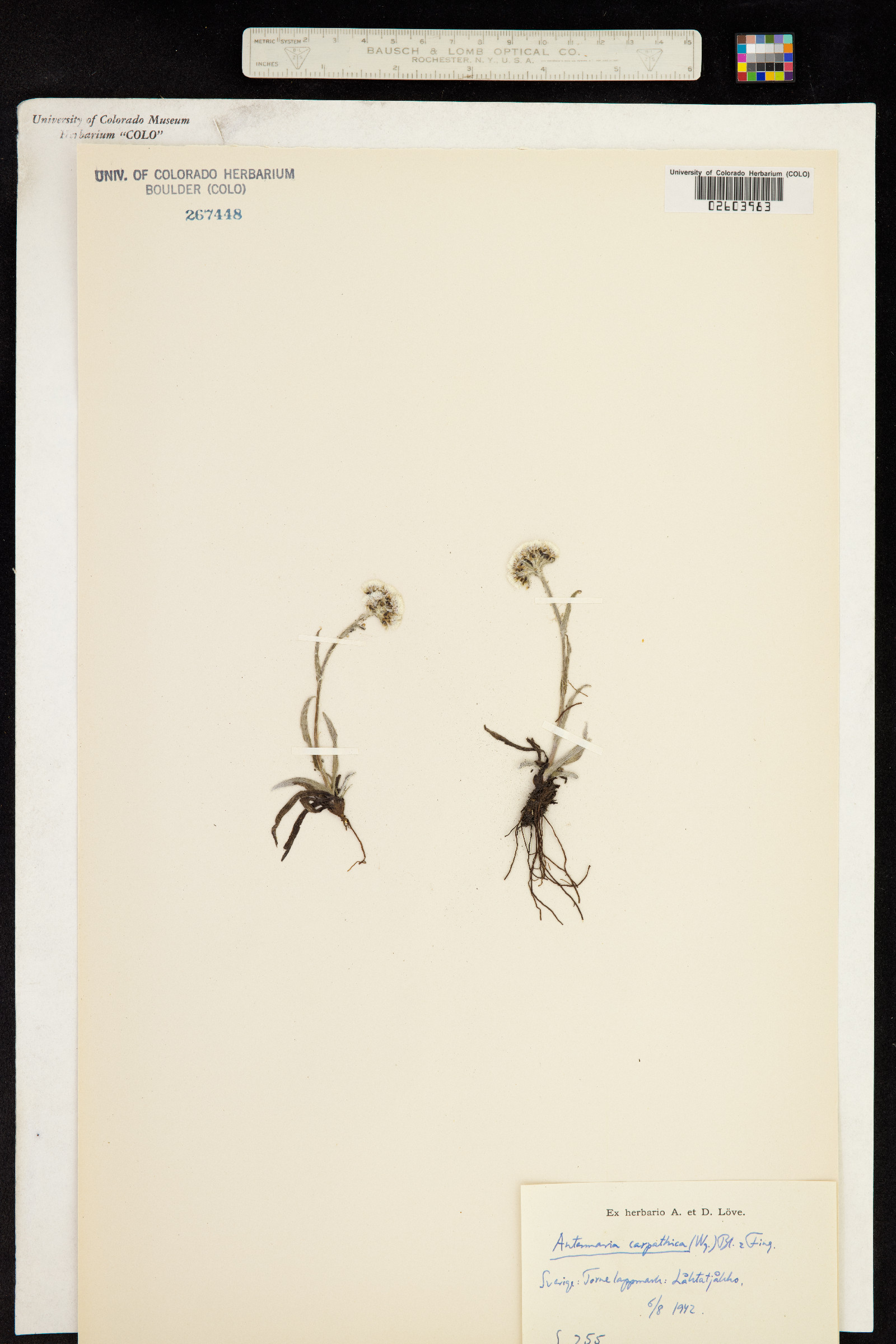 Antennaria carpatica image