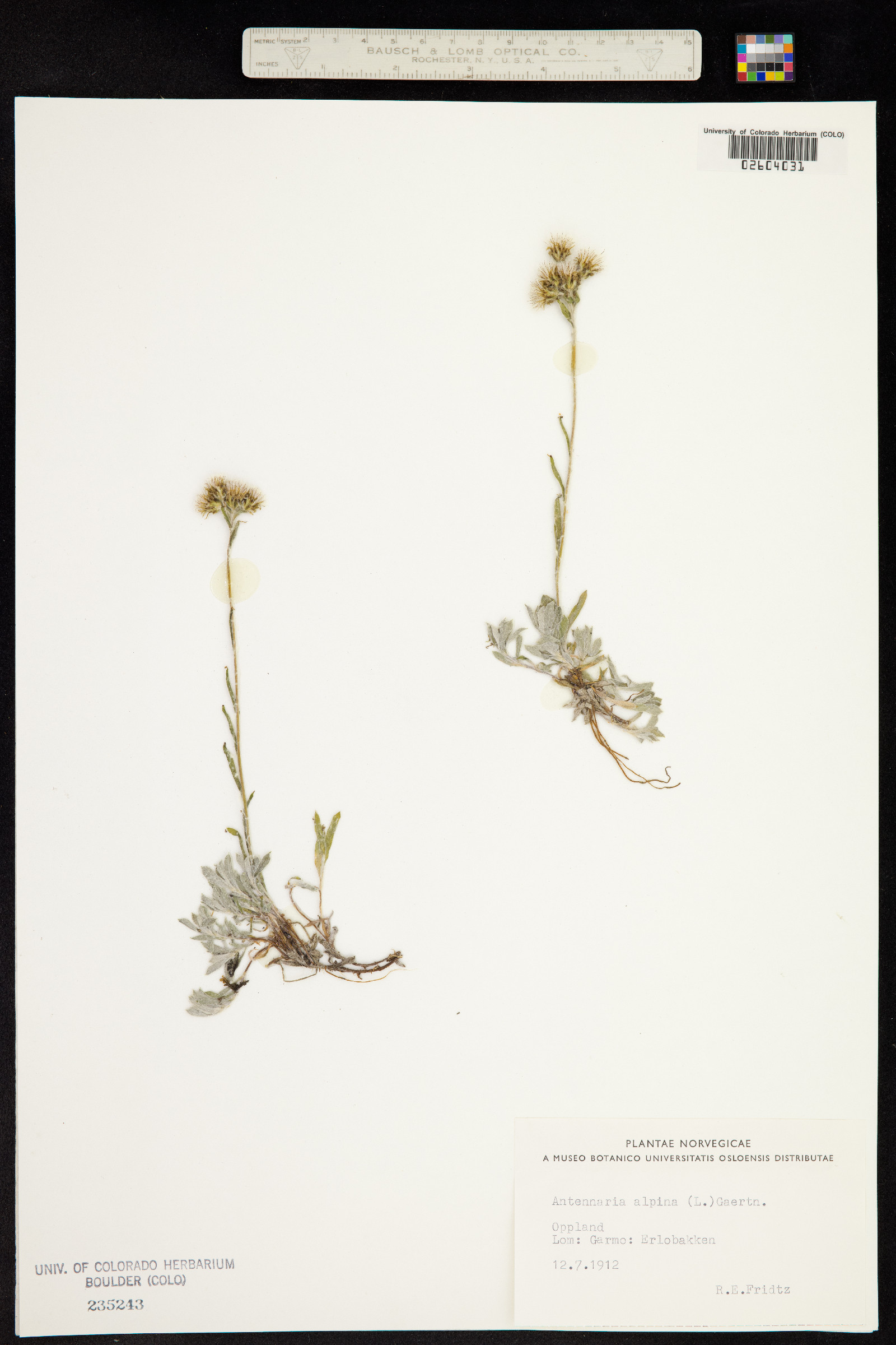 Antennaria alpina image