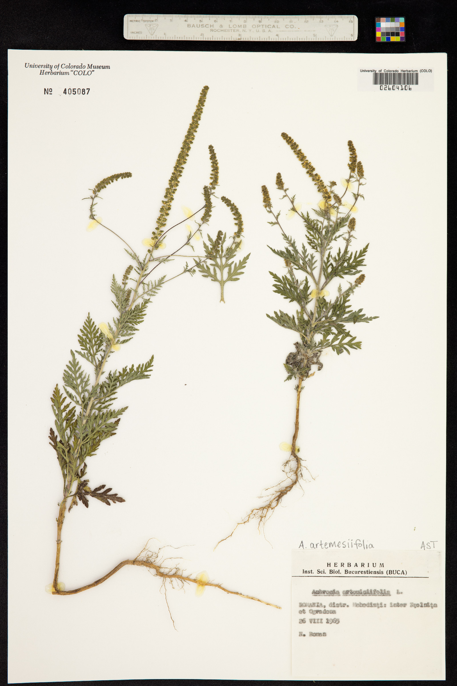 Ambrosia artemisiifolia image