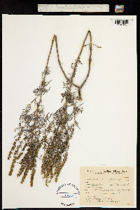 Ambrosia tenuifolia image