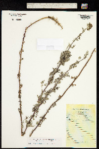 Ajania tenuifolia image