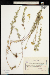 Image of Chrysanthemum fastigiatum