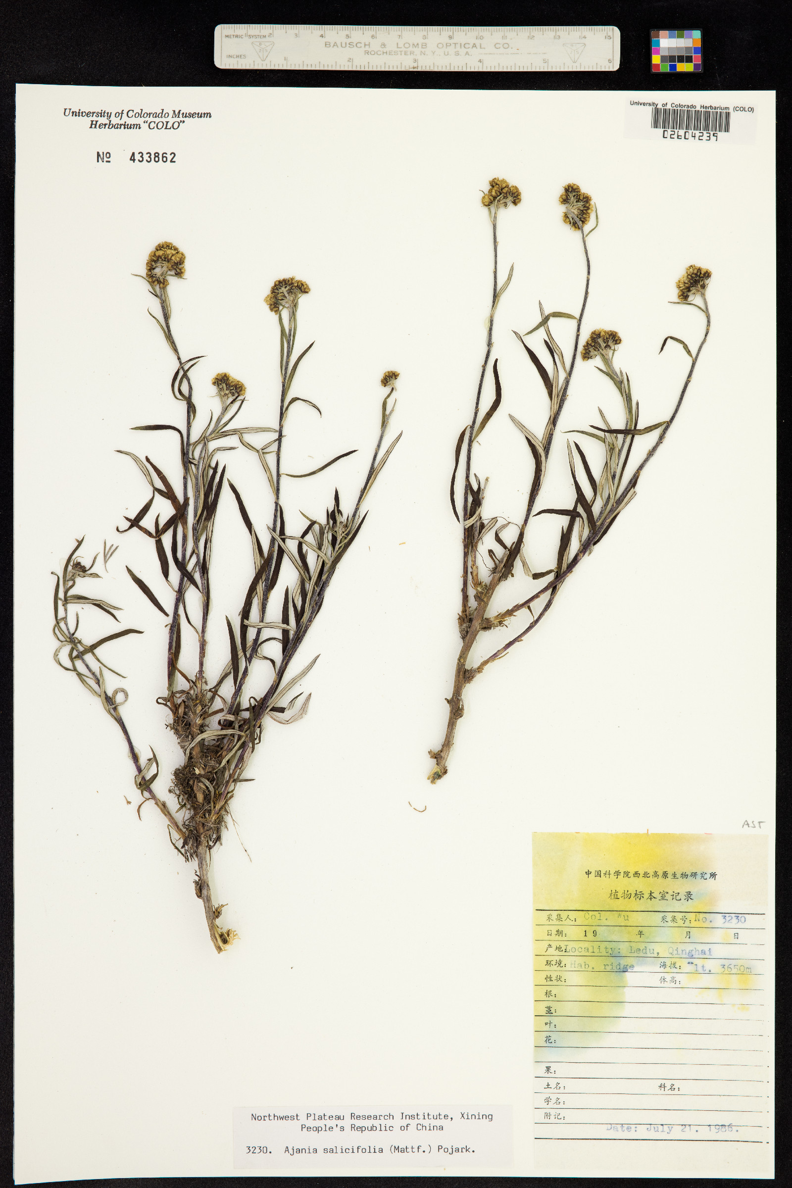 Phaeostigma salicifolium image