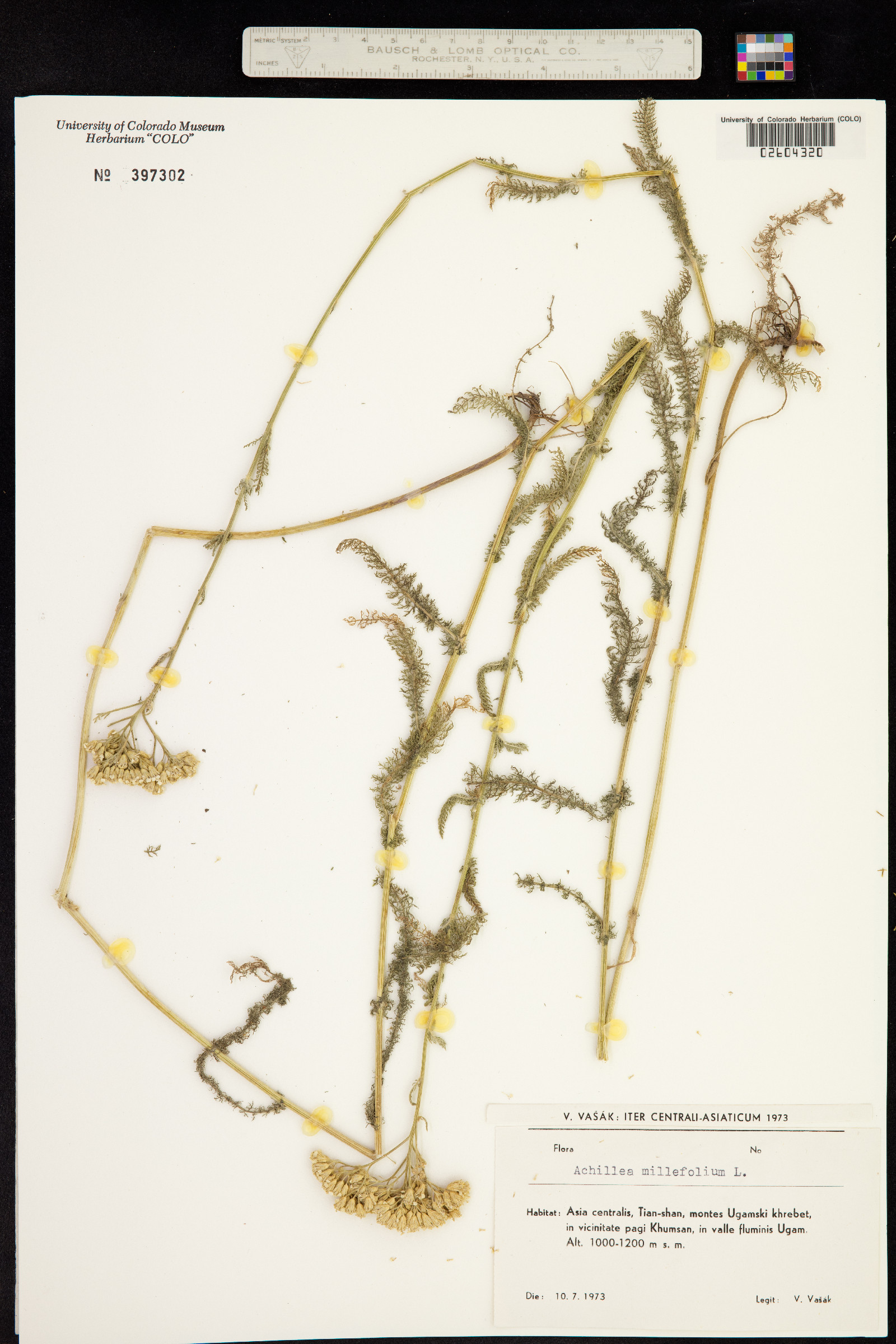 Achillea millefolium image