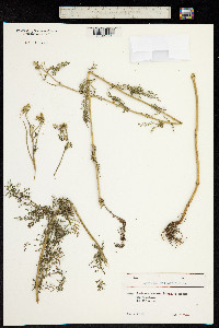 Achillea millefolium image