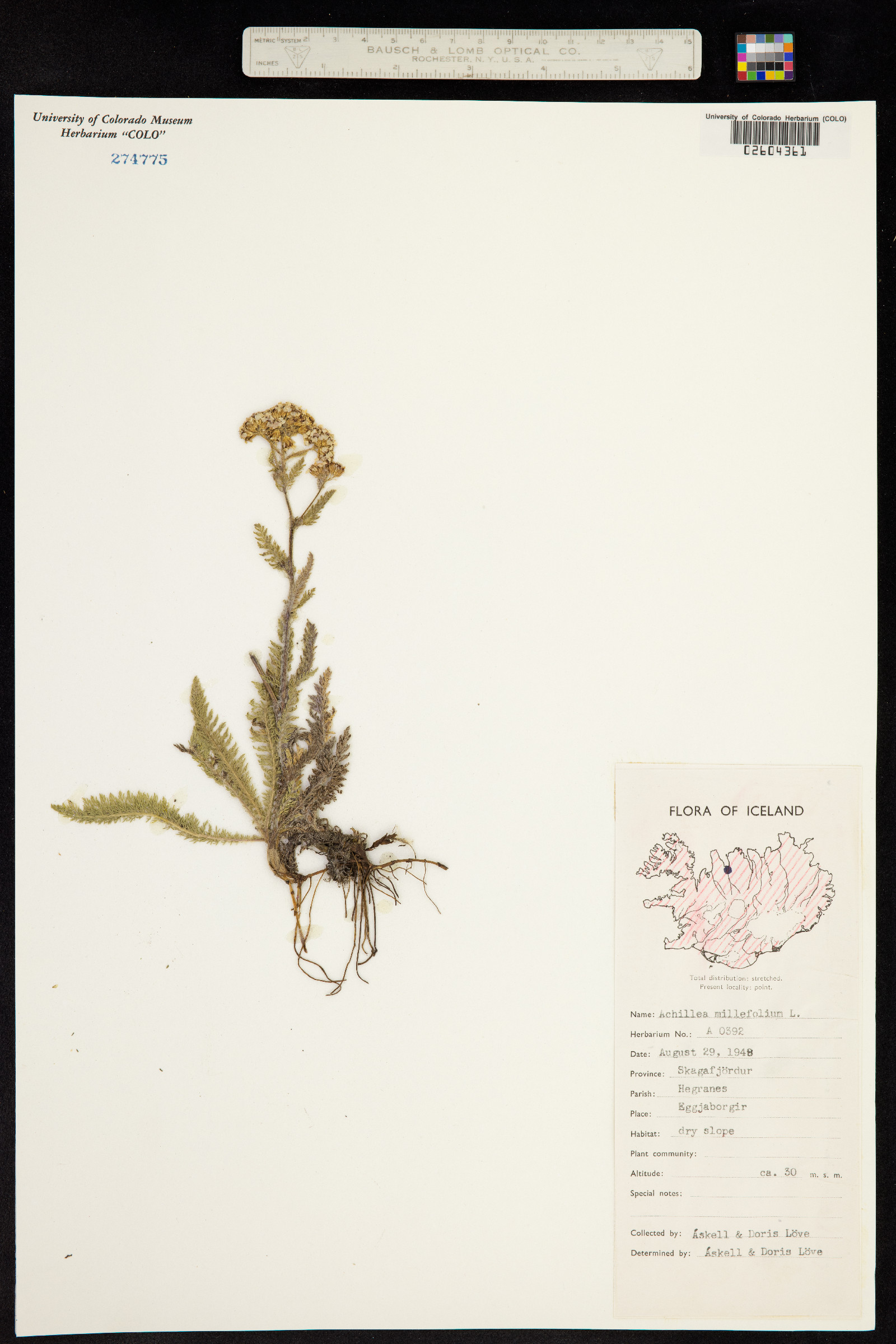 Achillea image