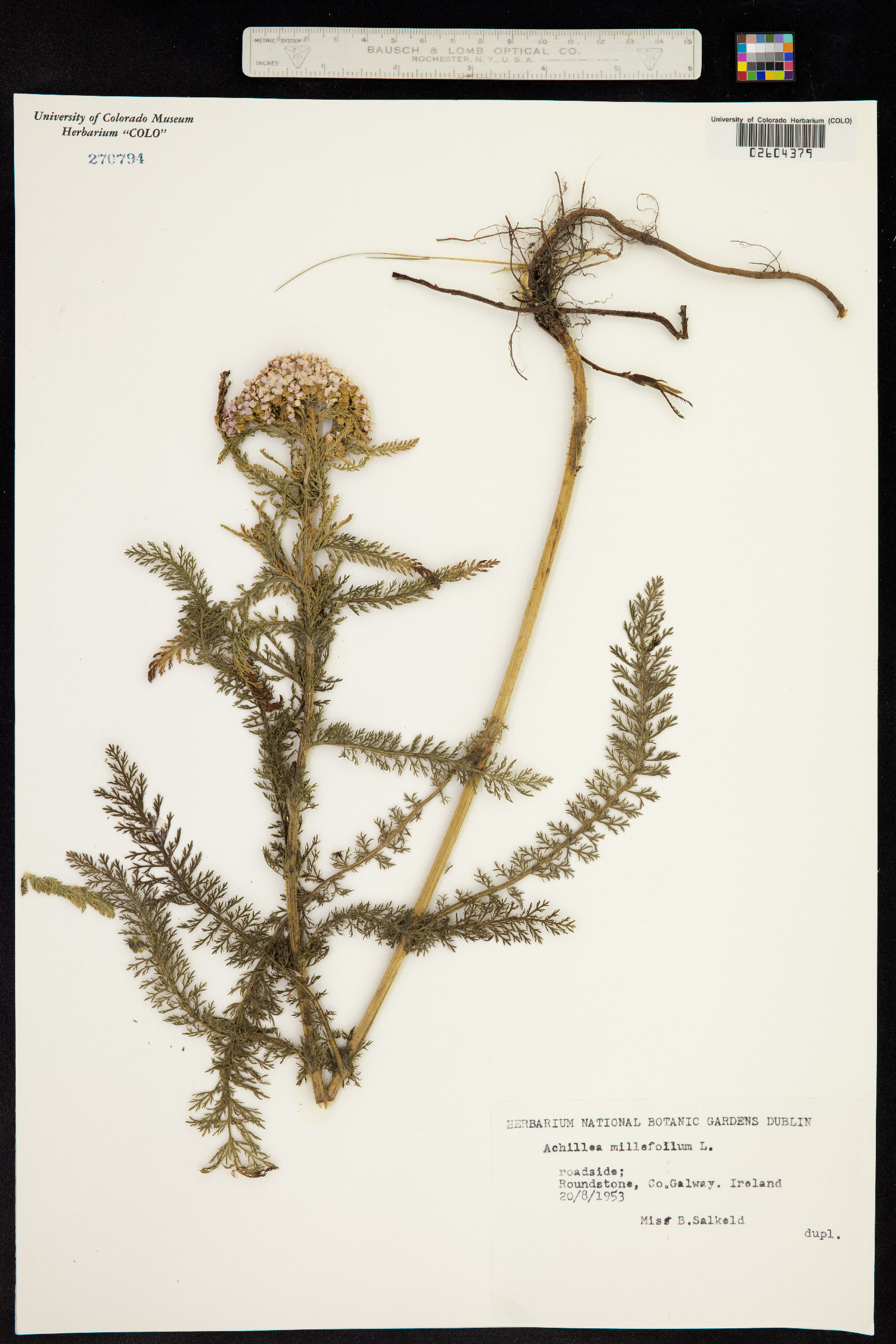 Achillea millefolium image
